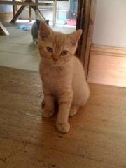 British Shorthair Kitten for sale