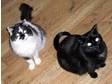 2 very freindly cats need rehoming. These are my two....