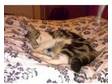 2 year old female tabby cat for reluctant sale. Phoebe....