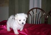 Home Lovely Maltese Puppies