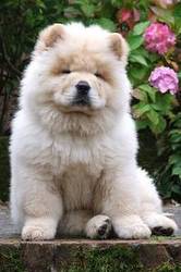 doll face chow chow puppy seeking a forever home