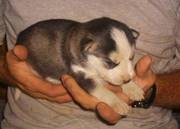 Siberian Husky for adoption