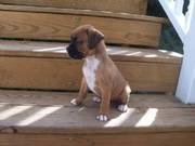 boxer puppy for rehomed