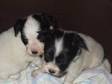 papillon puppies. FOR SALE 2 PAPILLON PUPPIES,  ONE DOG....