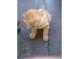 Kc Reg Shar Pei Puppies For Sale Ready Now Just 2 Left