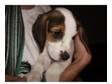 Stunning Beagle Puppies - 9 Weeks Old - !!!READY NOW!!!.....