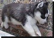 Siberian husky puppy now available