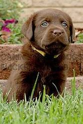 very great to play with is this choc. lab for sale