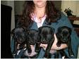 Beautiful Staffordshire Bull Terrier puppies available now.