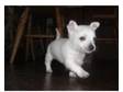 chihuahua x westhighland terrier. one little boy ........