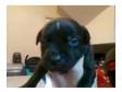 9 beautiful staffordshire bull terrier puppies £250 ono....