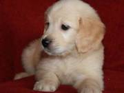 quality golden retriver puppies for pet lovers