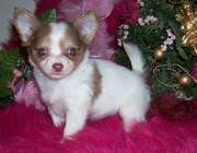 Chihuahua puppies for adorable home this new year