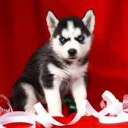 jaminelarry@gmail.com Gorgeous and adorable Siberian husky puppies