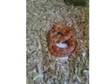 Corn snake   small tank with everything you need to look....
