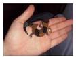 african fat tailed gecko and full set up. african fat....