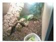 10 month old green iguana for sale or for swap. i bought....