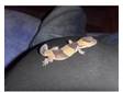 9 month old africen fat tailed gecko and full set up. I....