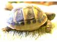 Uk Bred Tortoise Hermanns Available Now!!!