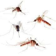 Mosquito Control Bangalore - clearmypest